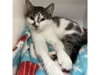 Adopt Cowboy a Domestic Shorthair / Mixed cat in Rocky Mount, VA (37820162)