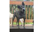 Adopt Russ a Brown/Chocolate - with Black Carolina Dog / Mixed dog in Jefferson
