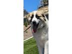 Adopt Izzy a White - with Tan, Yellow or Fawn Anatolian Shepherd / Mixed dog in