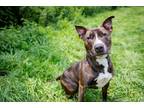 Adopt Dagwood a Brindle Bull Terrier / Mixed Breed (Medium) / Mixed (short coat)