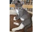 Adopt Ruffles a Gray or Blue Domestic Shorthair / Mixed Breed (Medium) / Mixed