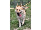 Adopt Bella a Brindle German Shepherd Dog / Mixed Breed (Medium) / Mixed (short