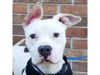 Adopt Pinto a White Terrier (Unknown Type, Medium) / Mixed Breed (Medium) /