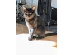 Adopt Basil a All Black Domestic Mediumhair / Mixed Breed (Medium) / Mixed