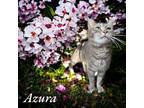 Adopt Azura a Gray or Blue Domestic Shorthair / Mixed Breed (Medium) / Mixed