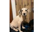 Adopt WhiteHound Pup a White Hound (Unknown Type) / Mixed Breed (Medium) / Mixed