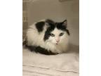 Adopt Sky a White Domestic Longhair / Mixed Breed (Medium) / Mixed (short coat)