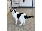 Adopt Cassie a White Domestic Shorthair / Mixed Breed (Medium) / Mixed (short