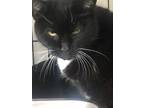 Adopt Astrid a All Black Domestic Mediumhair / Mixed Breed (Medium) / Mixed