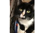 Adopt Buzi a All Black Domestic Mediumhair / Mixed Breed (Medium) / Mixed (short