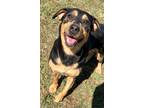 Adopt Amanda a Black Hound (Unknown Type) / Mixed Breed (Medium) / Mixed (short