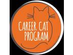 Adopt Alex Frank a Brown Tabby Domestic Shorthair / Mixed Breed (Medium) / Mixed