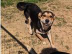 Adopt BUD a Black - with Tan, Yellow or Fawn German Shepherd Dog / Mixed dog in