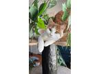 Adopt Fiona a Orange or Red (Mostly) Domestic Mediumhair / Mixed (medium coat)