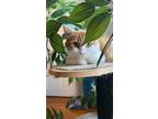 Adopt Liona a Orange or Red (Mostly) Domestic Mediumhair / Mixed (medium coat)