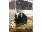 Adopt Elijah a Mouse small animal in Kingston, NY (36761804)