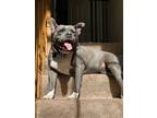 Adopt Hannah a Gray/Silver/Salt & Pepper - with White Pit Bull Terrier / Mixed
