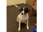 Adopt Maggie G a Black - with White Hound (Unknown Type) / Mixed dog in Nanuet