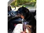 Adopt Nika a Merle Rottweiler / Cattle Dog / Mixed dog in Nanuet, NY (36644805)