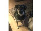 Adopt Dexter W. a German Shepherd Dog / Husky / Mixed dog in Brattleboro