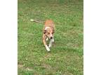 Adopt Fido a Tan/Yellow/Fawn - with White Hound (Unknown Type) / Mixed dog in