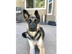 Adopt Harley a Black - with Tan, Yellow or Fawn German Shepherd Dog / Mixed dog
