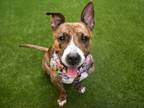 Adopt Pepper a Mixed Breed (Large) / Mixed dog in New York, NY (38015834)