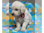 English Cream Golden Retriever PUPPY FOR SALE ADN-831547 - English Cream Golden