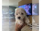 Poodle (Toy) PUPPY FOR SALE ADN-831488 - Toy poodle