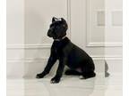 Cane Corso PUPPY FOR SALE ADN-831510 - Cane corso ready for forever home