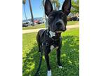 Machu Picchu, American Pit Bull Terrier For Adoption In Alameda, California
