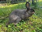 Luna, American Sable For Adoption In Troy, Virginia