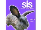 Sis, American For Adoption In Troy, Virginia