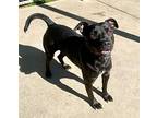 Zendaya, American Pit Bull Terrier For Adoption In Albany, Georgia