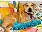 Lady Stanley, Labrador Retriever For Adoption In Provo, Utah