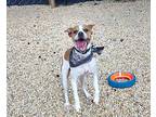 Leif, Jack Russell Terrier For Adoption In Salisbury, Maryland
