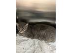 Tiger Lily, Domestic Mediumhair For Adoption In Tool, Texas