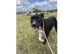 Noel, American Pit Bull Terrier For Adoption In Centerton, Arkansas