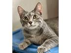 Millie, Domestic Shorthair For Adoption In Creston, Iowa