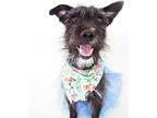 Cinder, Terrier (unknown Type, Medium) For Adoption In Phoenix, Arizona