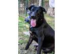 Duke, Labrador Retriever For Adoption In Helotes, Texas