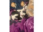 Remy, Domestic Shorthair For Adoption In Wilson, North Carolina