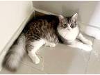 Sukkar, Persian For Adoption In Manchester, New Hampshire