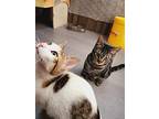 Lima, Egyptian Mau For Adoption In Manchester, New Hampshire