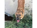 Cocoa Bear, Golden Retriever For Adoption In Fallon, Nevada