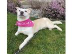 Maryann, Welsh Terrier For Adoption In Lynnwood, Washington