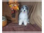 Bernedoodle (Miniature) PUPPY FOR SALE ADN-831821 - F1B Mini Bernedoodles