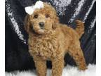 Goldendoodle (Miniature) PUPPY FOR SALE ADN-831607 - AD 1 Adorable Miniature