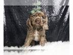 Cocker Spaniel PUPPY FOR SALE ADN-831619 - AD 1 AKC Adorable Cocker Spaniel