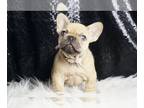 French Bulldog PUPPY FOR SALE ADN-831620 - AD 1 AKC French Bulldog Puppies Ready